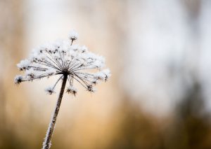 Zen Spirit - Het leven is als sneeuw